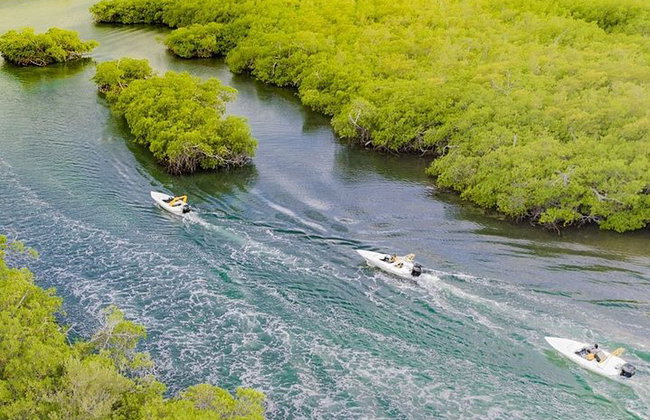 Jungle Tour - Mangroves & Snorkel For Couples - Photo 7