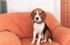 Apple home Detached house in sunny Ierapetra - Foto 17