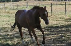 Les gîtes de la nouvelle vie - Foto 30