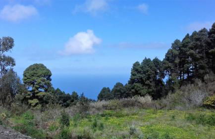 Monte frio de Tenerife - Foto 34