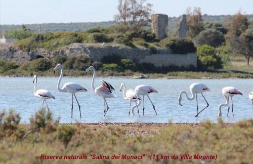 Villa Mirante - Maruggio - Foto 45