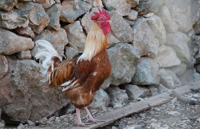 Agriturismo Il Megalite - Foto 76