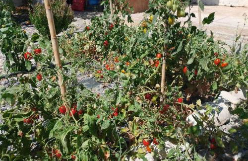 White lilies the house of gourmet flavours - Foto 60