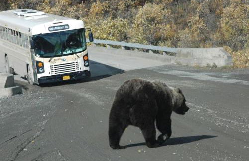 5 Star Denali Park Spacious Family Home - Foto 25