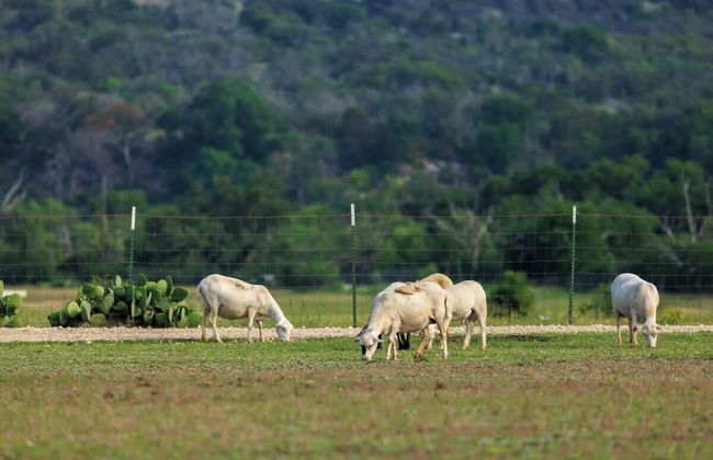 Bluebonnet Waterfront Cottage With Hot Tub - Foto 18
