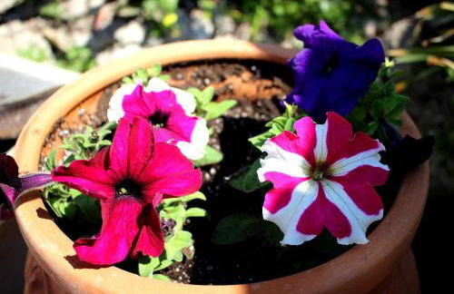 Villa Sofia Filoxenia - Photo 14