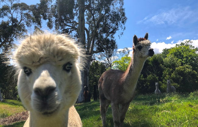 Valley Farm Vineyard Cottages - Foto 64