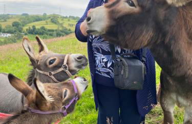 Unique Stay on an Alpaca Therapy Farm with Miniature Donkeys North Wales - Foto 16