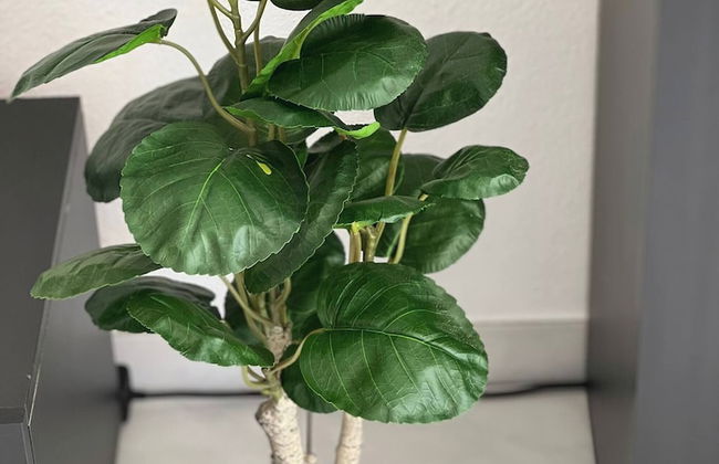 Enchanting View of Lake Maggiore & Mountains - Photo 22