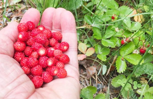 Idyllic Getaway With Private Beach - Foto 13