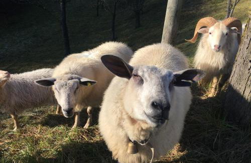 Agriturismo Fattoria Togonegro - Foto 10