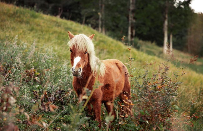 Mariengut - Aparthotel Kramer - Foto 73