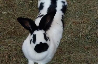 Bio-Ferienhof Köpf - Foto 29