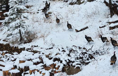Cozy Mountain Home with Great Views, Deck & WiFi - Photo 40