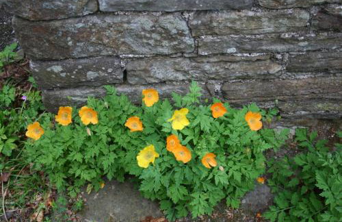 Swansea Valley Holiday Cottages - Foto 88