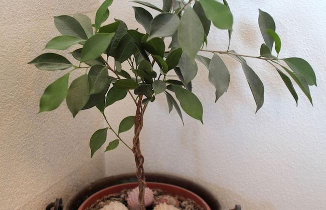 Cvita apartments - Foto 56