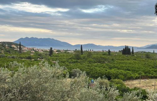 Olive Hill - Foto 30