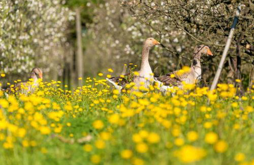 Casa da Eira "Lavoura da Bouça - Fruta Bio" - Foto 10