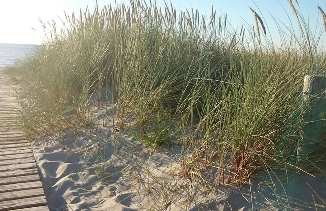 Bungalow mit Gartenterrasse, Borgerende - Foto 24