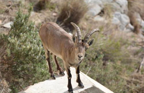 Apartamentos Axarquia , Frigiliana, terraza privada con vistas a la montaña rio y al mar - Photo 8