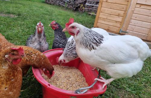 Ferienwohnung im alten Milchwerk - Foto 3