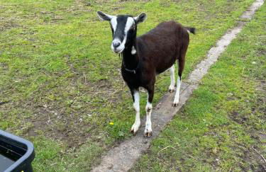 Pen llyn holiday cottages and caravan - Foto 7