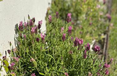 Casas Bouça Maria - Aqua Village & Sports - Foto 46