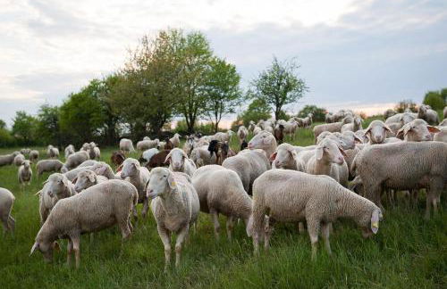 Sleep Space 1 - Green Tiny Spot Dolmar - Foto 37