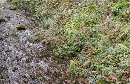 The Old Thatch - Foto 27