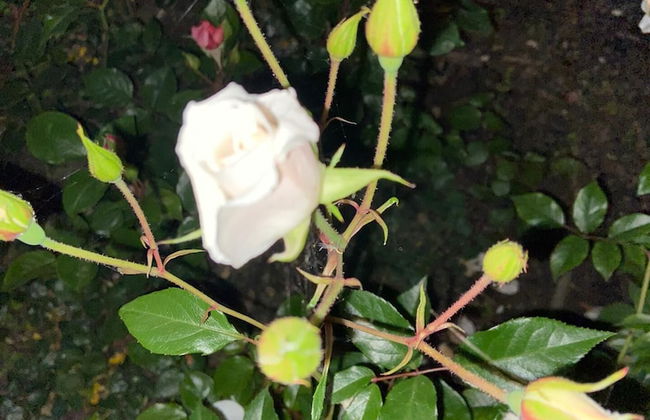 VISITAR BIOUCAS I - Casa Inteira Familiar e Grupo de Amigos - Foto 51