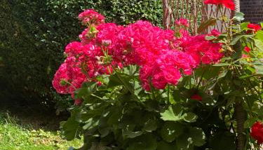 Wunderschöne Ferienwohnung zwischen Bremen und Hamburg - Foto 5