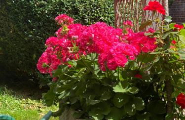 Wunderschöne Ferienwohnung zwischen Bremen und Hamburg - Foto 5