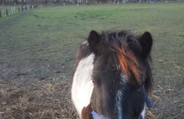 Ferienhaus Stille Liebe am Plauer See - Foto 27