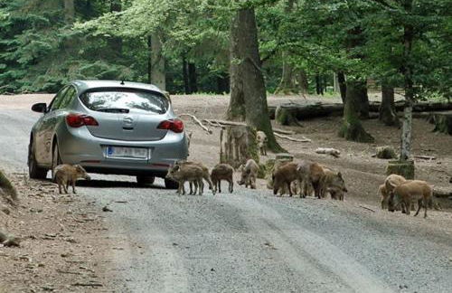 Sabershausen Landhof Sonne - Foto 38