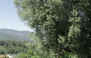 Quinta da Costeira - Casa Azul do Limoal by ALPONTE - Foto 51