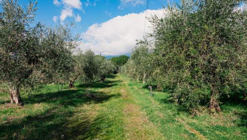 Olive grove house - Foto 3, Garden