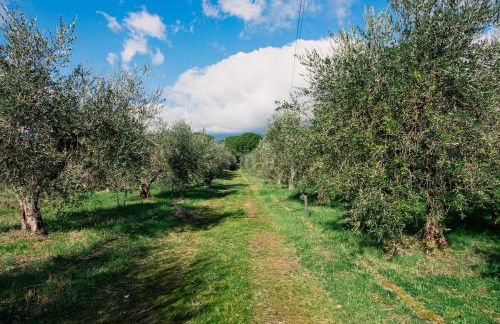 Olive grove house - Foto 3