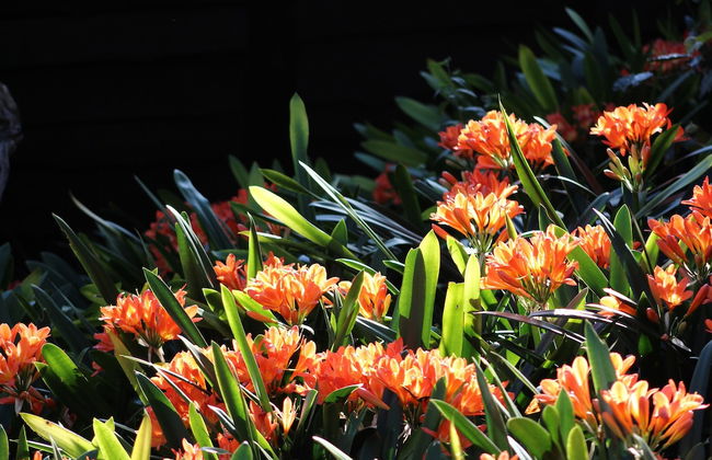 Treehouse Cottage - Foto 18