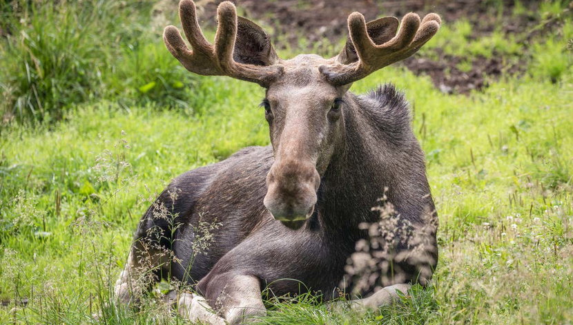 Billet pour le Ranua Wildlife Park - Photo 2