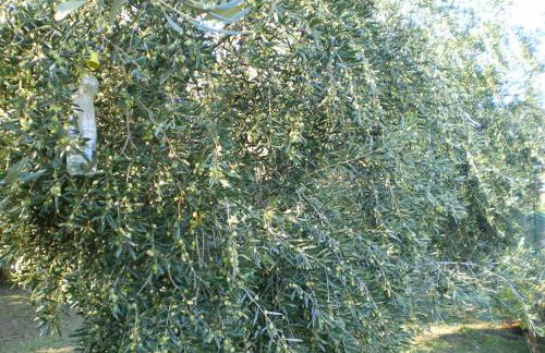 Tenuta Fortelongo - Foto 117