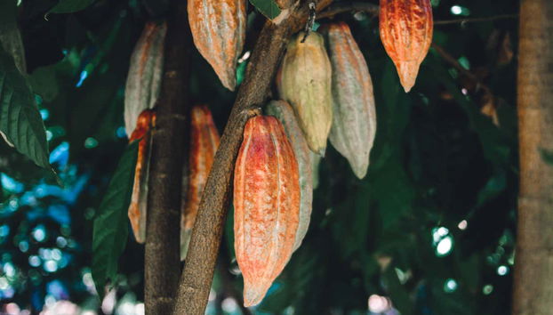 Tour del cacao por Puerto Plata - Foto 4, Descubriendo el cacao en República Dominicana