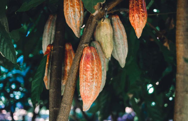Tour del cacao por Puerto Plata - Foto 4