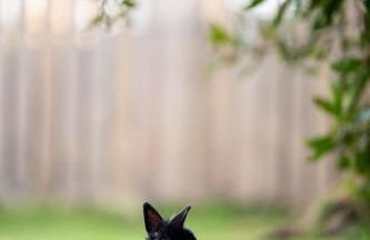 Apartamentos Garden Rock - Foto 46