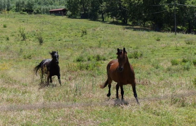 Agriturismo Poggio del Drago - Photo 46