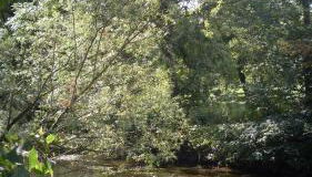 Ferienhaus Bohlingen - Haus 26 - Foto 5