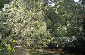 Ferienhaus Bohlingen - Haus 26 - Foto 5