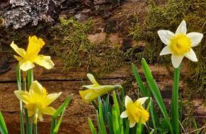 FerienLoft Eifeel Good - Natururlaub in Monschau - Foto 29