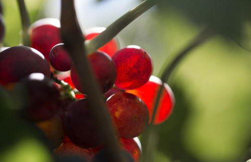 Relais I Dolci Grappoli - Foto 102