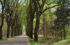 Domek u Bartnika z basenem na Mazurach - Foto 17