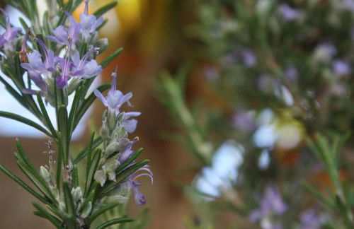 Casa Rural Finca Isabel - Foto 34